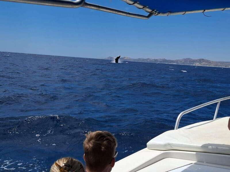San José del Cabo: Ocean Safari - Who Will Love This Tour?