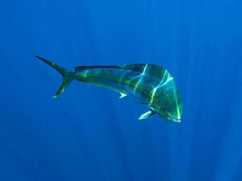 San José del Cabo: Ocean Safari - The Bottom Line