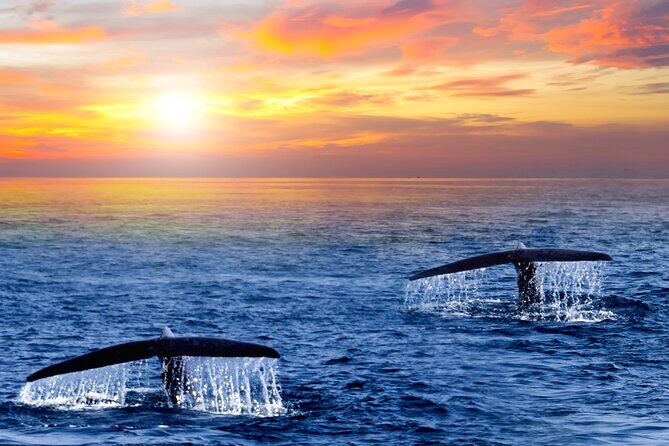 San Jose del Cabo Small-Group Sunrise Whale Watching - Key Points