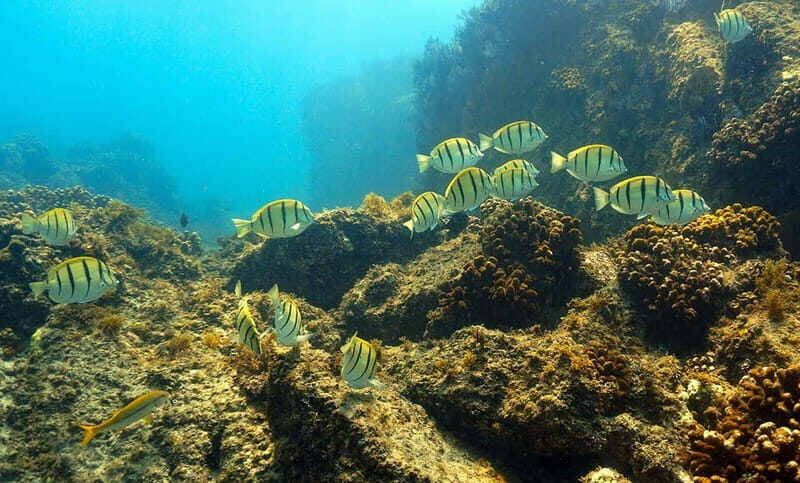 San Jose del Cabo Snorkeling Tour - Final Thoughts: Who Is This Tour Best For?