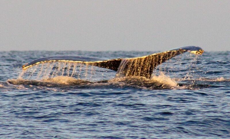 San Jose del Cabo Sunset Whale Watching - A Deep Dive into the Sunset Whale Watching Tour