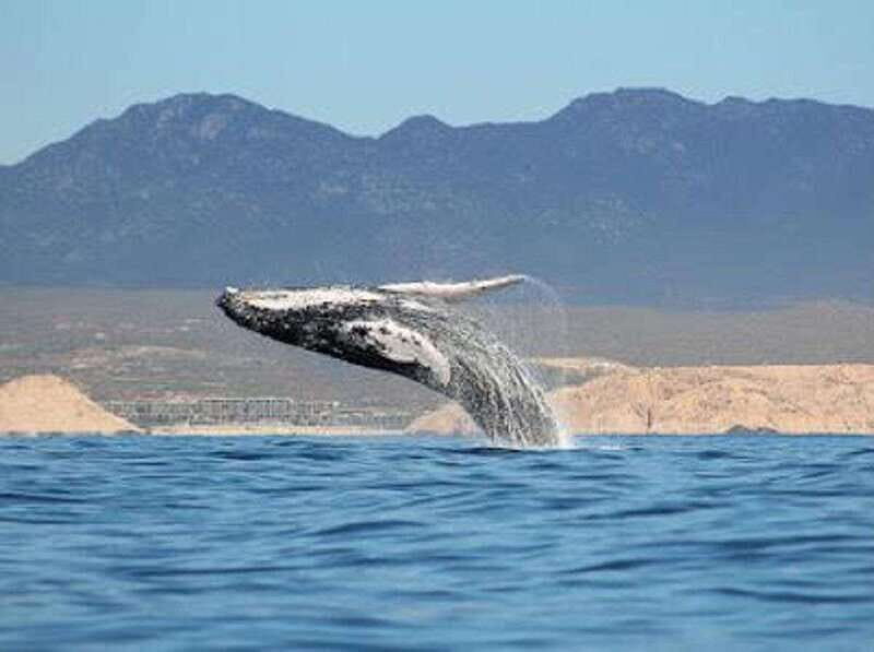 San José del Cabo: Whale Watching Experience - A Deeper Look at the Whale Watching Experience in San José del Cabo