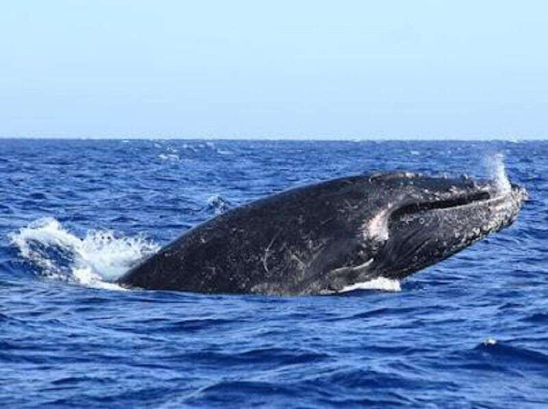 San José del Cabo: Whale Watching Experience - FAQ