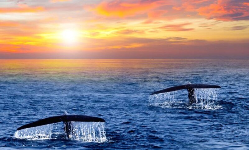 San Jose del Cabo Whale Watching Sunrise Tour - Frequently Asked Questions