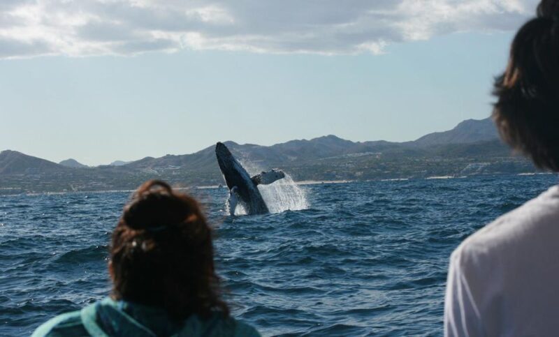 San Jose del Cabo Whale Watching - Key Points
