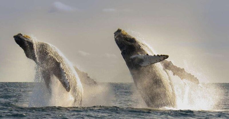 San Jose del Cabo Whale Watching - The Ultimate Whale-Watching Experience in San Jose del Cabo