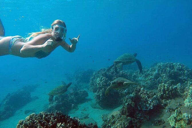 San Juan Guided Snorkel With Turtles Tour and Videos - San Juan Guided Snorkel With Turtles Tour and Videos