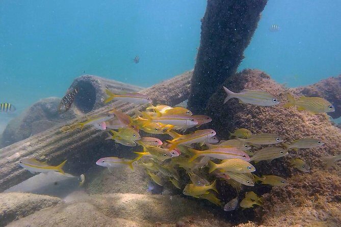 San Juan Guided Snorkel With Turtles Tour and Videos - The Sum Up