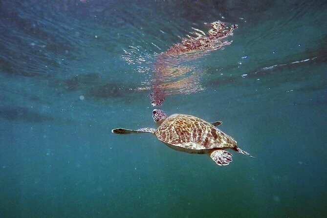 San Juan Guided Snorkel With Turtles Tour and Videos - FAQs