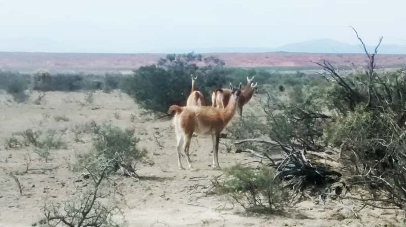 San Juan: Ischigualasto National Park - Moon Valley - Exploring the Itinerary and Highlights
