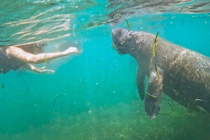 San Juan Snorkel with Turtles and Manatee's; Free Video and Rum! - Key Points
