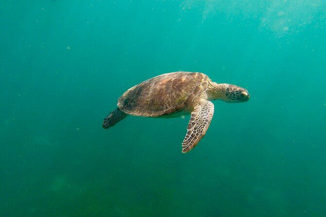 San Juan: Snorkeling with Turtles Adventure and Free Videos - Key Points