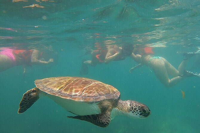 San Juan: Snorkeling with Turtles Adventure and Free Videos - Equipment, Safety, and Comfort
