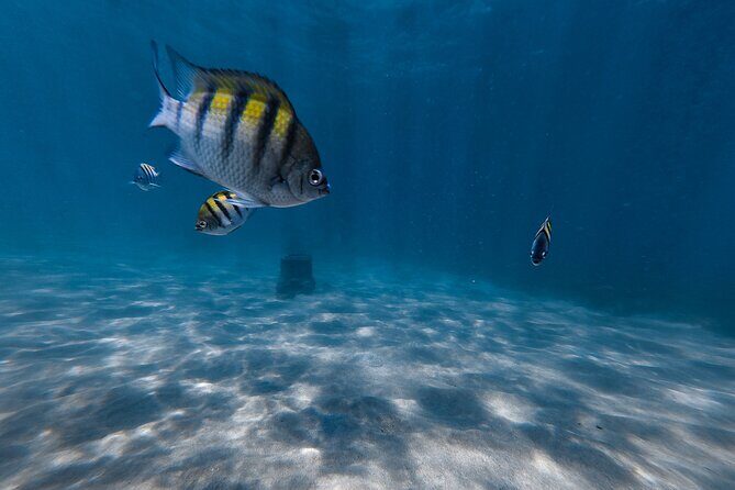 San Juan: Snorkeling with Turtles Adventure and Free Videos - Authenticity and Experience Quality