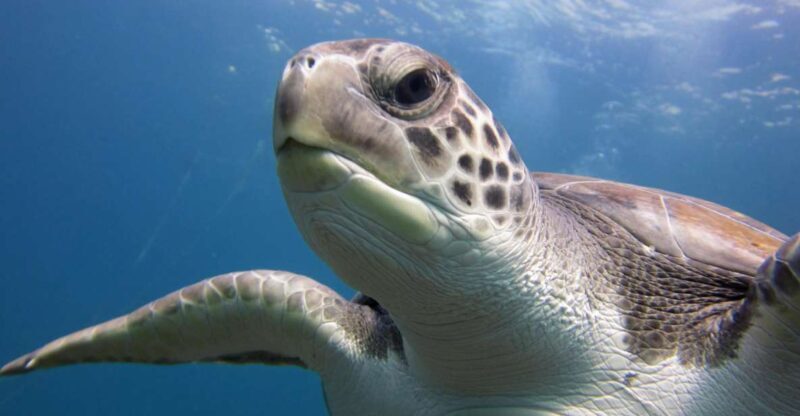 San Miguel de Abona: 2Dive Package - Exploring the 2Dive Package in San Miguel de Abona: A Closer Look at Tenerife’s Underwater Wonders