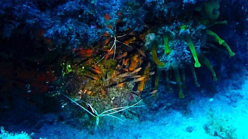 San Miguel de Abona: 2Dive Package - Key Points