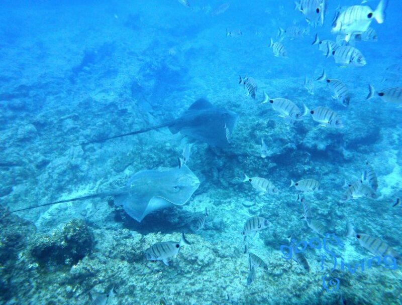 San Miguel de Abona: 2Dive Package - The Sum Up: Is It Worth It?
