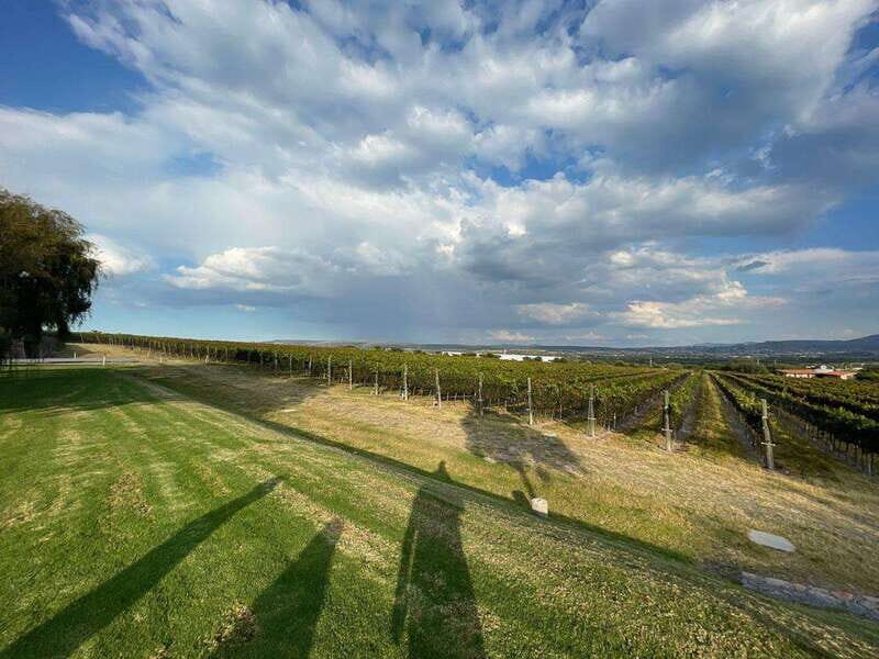 San Miguel de Allende: A Journey Through Vineyards - In-Depth Review of the Vineyards and Experience