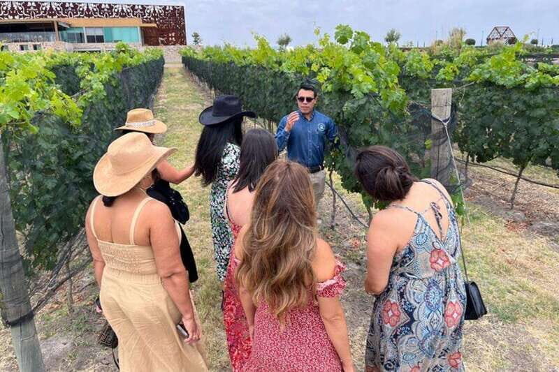 San Miguel de Allende: Local Vineyard Tour & Wine Tasting - An In-Depth Look at the Experience