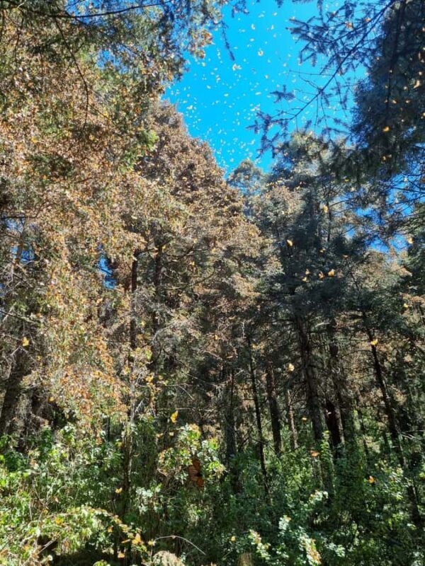 San Miguel de Allende: Monarch Butterflies Tour - Authenticity and Reviews: What Travelers Say
