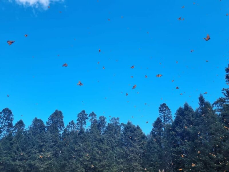 San Miguel de Allende: Monarch Butterflies Tour - The Value and Who Will Love This Tour