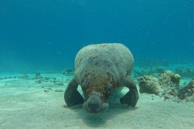 San Pedro and Caye Caulker Hop-On Hop-off Private Tour - Key Points