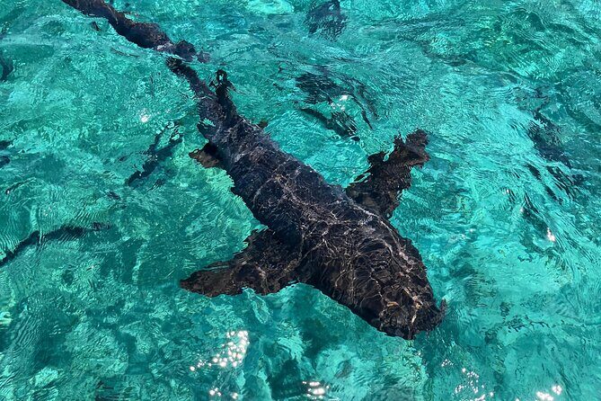 San Pedro and Caye Caulker Hop-On Hop-off Private Tour - The Sum Up