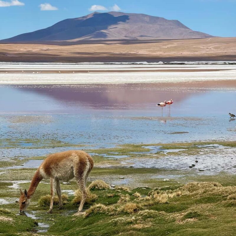 San Pedro de Atacama: 3 D. Tour Uyuni and Back to San Pedro - Frequently Asked Questions