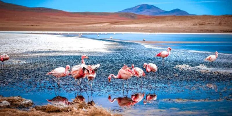 San Pedro de Atacama Day Trip: Atacama Desert and Salt Flats - Key Points