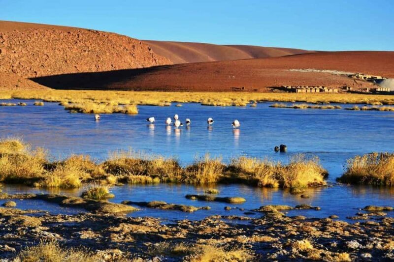 San Pedro de Atacama: El Tatio Geyser Field - An in-depth look at the tour experience