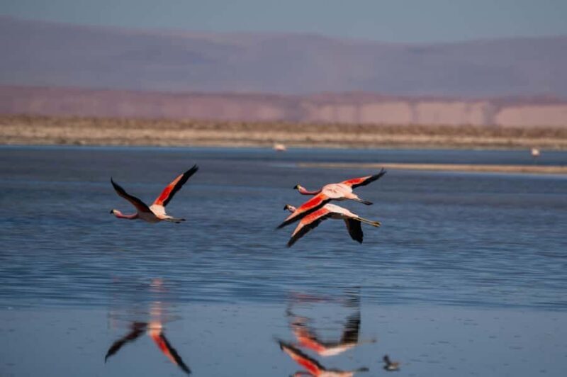 San Pedro de Atacama: Full-Day & Half-Day Tours - Key Points