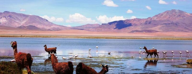 San Pedro de Atacama: Guided tour to the Salt Mountain Range - Key Points