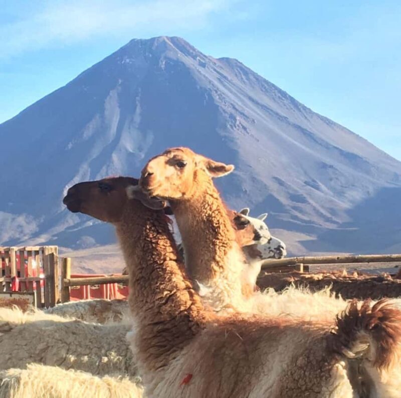 San Pedro de Atacama: Lhamas Caravan - Key Points