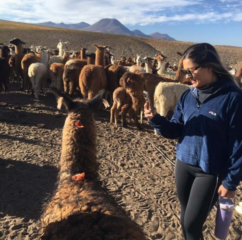 San Pedro de Atacama: Lhamas Caravan - Final Thoughts: Who Will Love the Llamas Caravan?