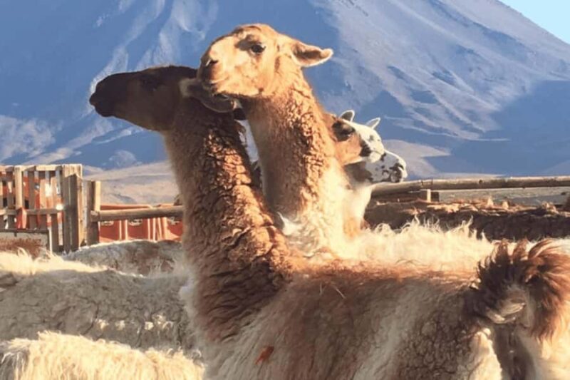 San Pedro de Atacama: Lhamas Caravan - Experience the Atacama Deserts Legacy with the Llamas Caravan
