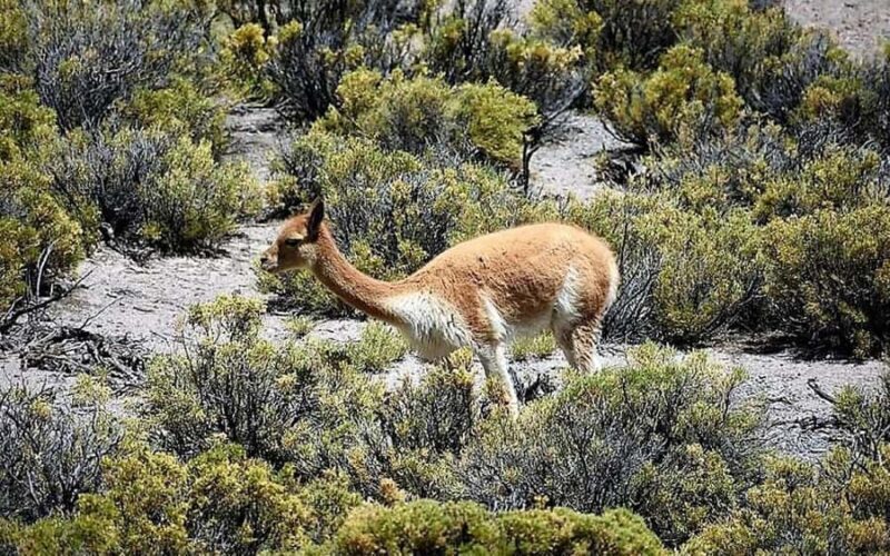 San Pedro de Atacama: wildlife and photography safari - The Guide and Equipment