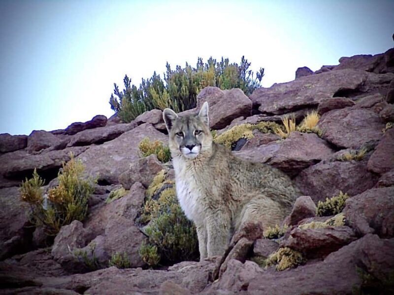 San Pedro de Atacama: Wildlife Safari and Photography Tour - The Practicalities: What You Should Know