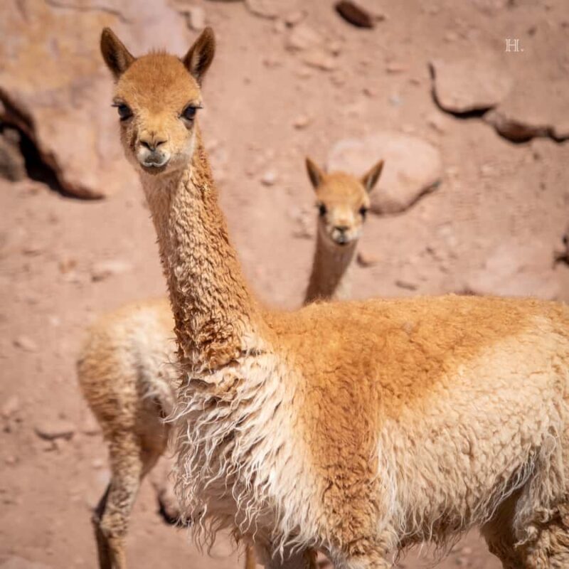 San Pedro de Atacama: Wildlife Safari and Photography Tour - Why This Tour Offers Real Value