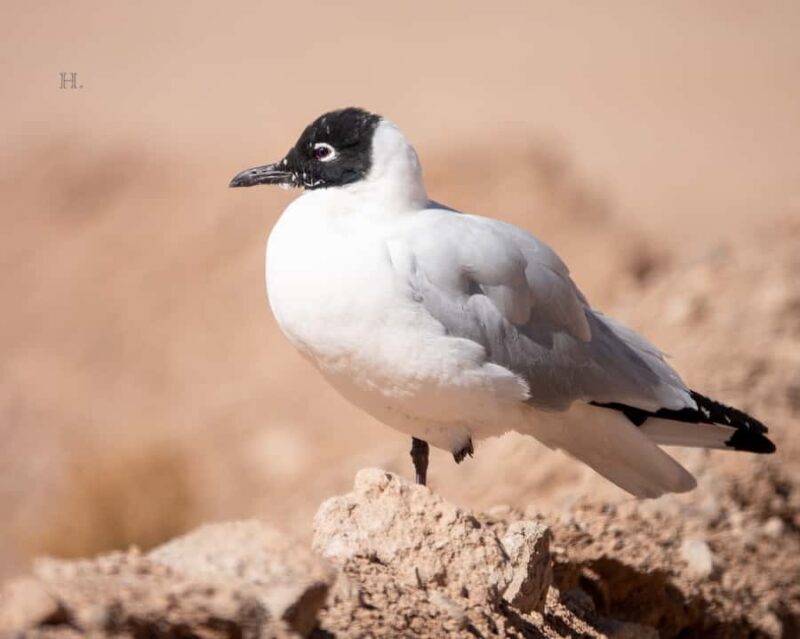 San Pedro de Atacama: Wildlife Safari and Photography Tour - Who Is This Tour Best For?