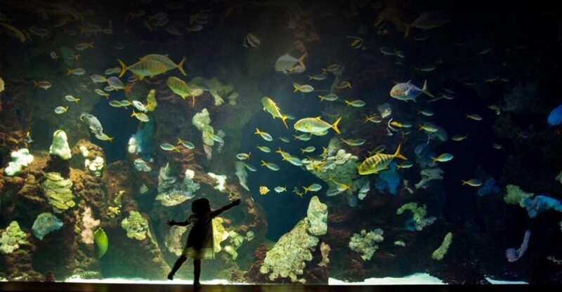 San Sebastian Aquarium Entry Ticket and City Walking Tour - Is This Tour Worth It?