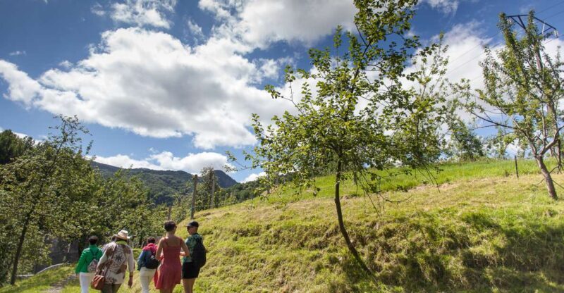San Sebastián: Traditional Cider House Tour with Lunch - Walking Through the Orchards and Cellars