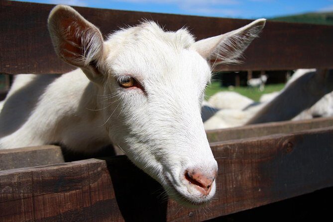 Sancerre & Pouilly-Fumé Wine Tour with Local Goats' Cheese and the River Loire - Why This Tour Offers Real Value