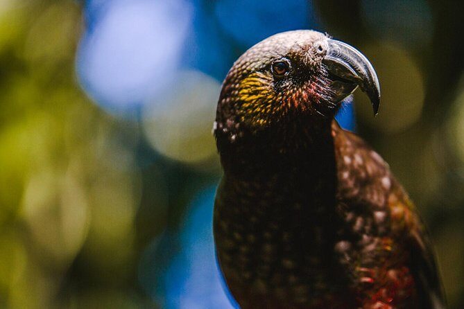 Sanctuary Mountain (Mt Maungatautari) & Waitomo Luxury Day tour from Auckland - Discovering Sanctuary Mountain Maungatautari