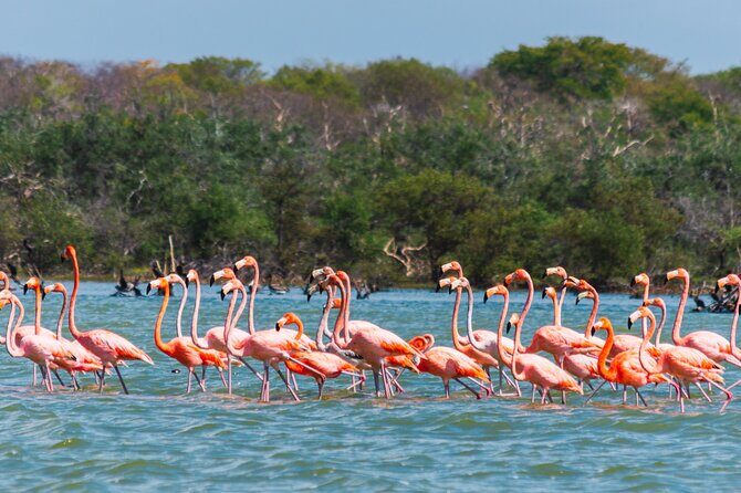 Sanctuary of Flamingos Day Tour - Key Points