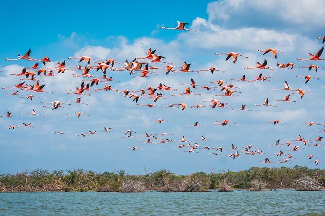Sanctuary of Flamingos Day Tour - A Detailed Look at the Sanctuary of Flamingos Day Tour
