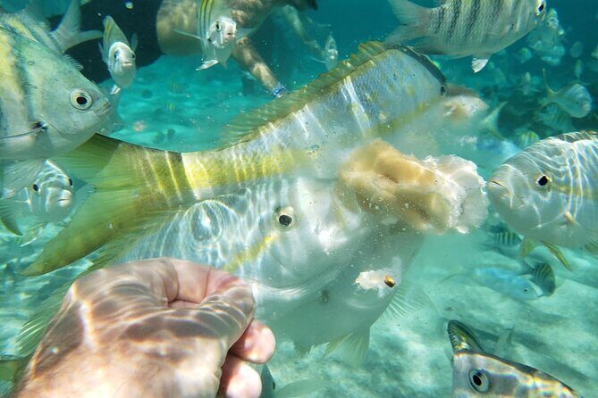 Sand Key and Bonita Island Tour  Paradise from Puerto Plata - Key Points