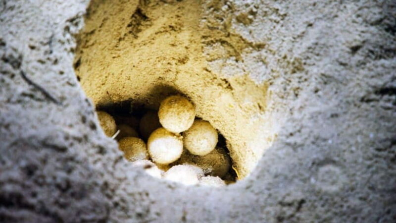 Sandakan : 2 Days 1 Night At Turtle Island - What to Expect from Your Turtle Island Adventure