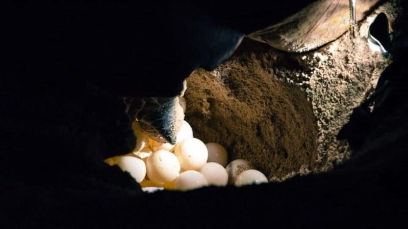 Sandakan : 2 Days 1 Night At Turtle Island - The Ride and Logistics in Detail