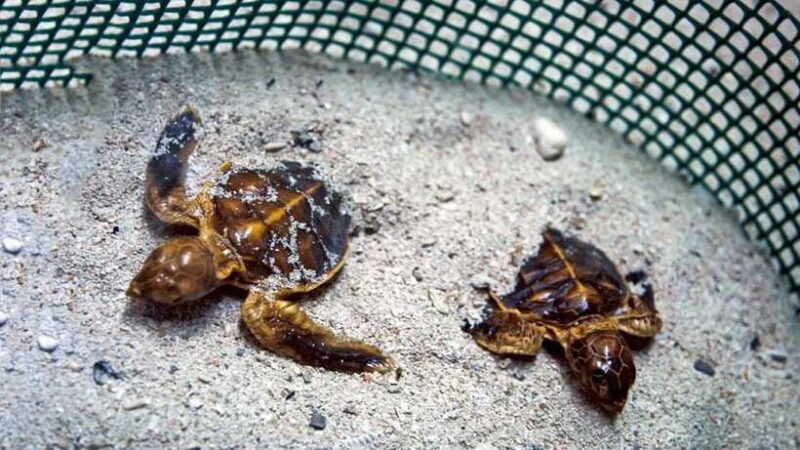 Sandakan : 2 Days 1 Night At Turtle Island - Summary