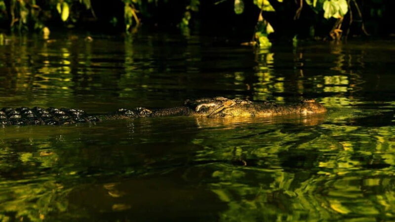 Sandakan: 2 Days 1 Night Bilit, Kinabatangan River Wildlife - Exploring the Bilit Adventure Tour: An In-Depth Review